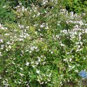 Deutzia x rosea 'Carminea' P2A (2)
